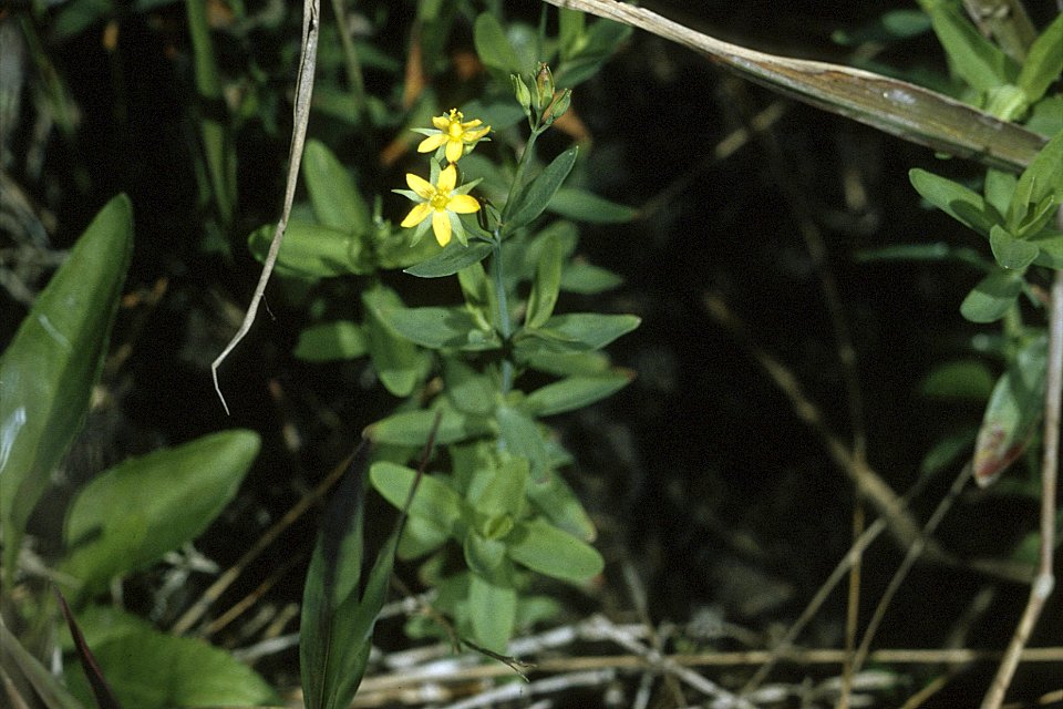 Hypericum canadense NRCS-1