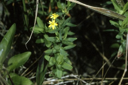 Hypericum canadense NRCS-1
