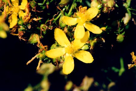 Hypericum perforatum NRCS-1