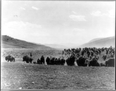 Hunters stampeding buffalo herd LCCN2005691559 photo