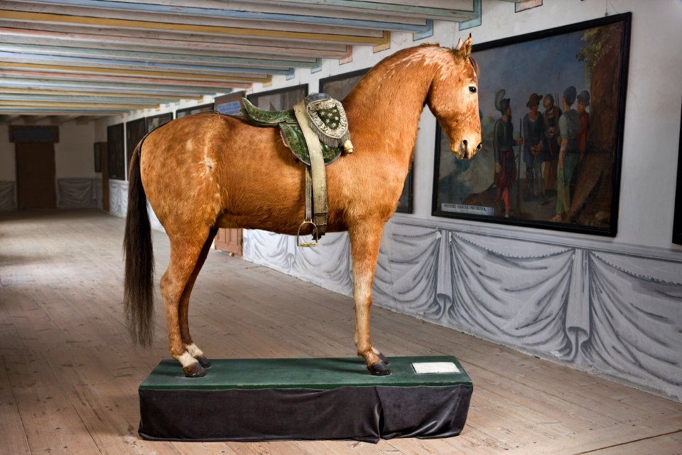 Häst. Andalus - Skoklosters slott - 85934