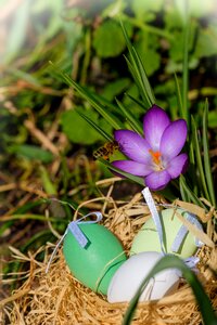 Easter nest easter crocus photo