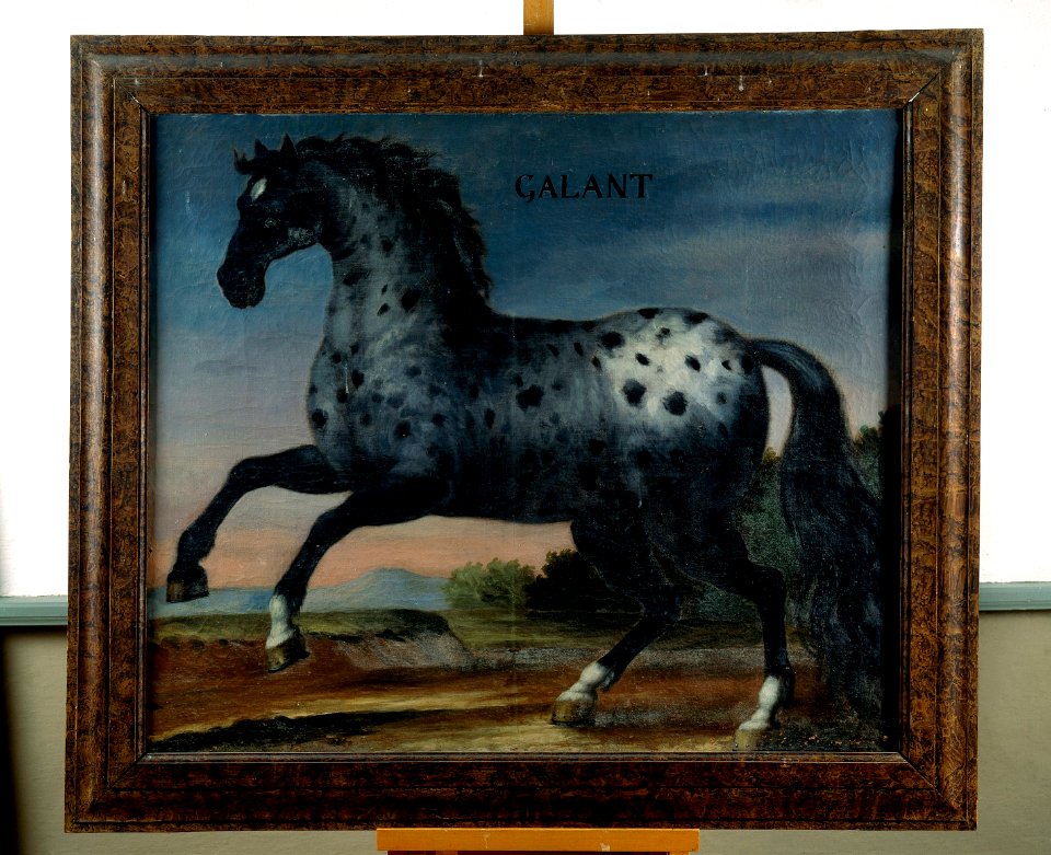 Hästporträtt Galant - Skoklosters slott - 39535