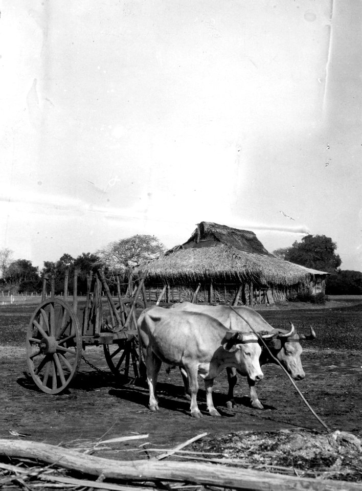 Hus för saltkokning samt dragoxar. Puerto San José. Guatemala - SMVK - 004530