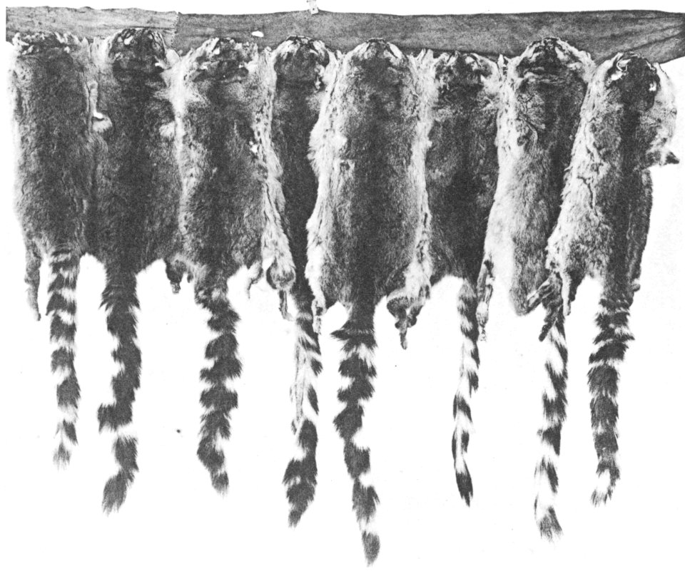 Hupa civet cat cape