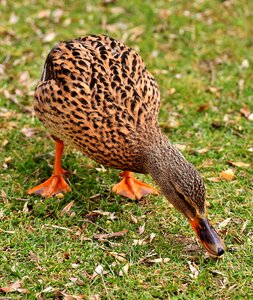 Water duck bird