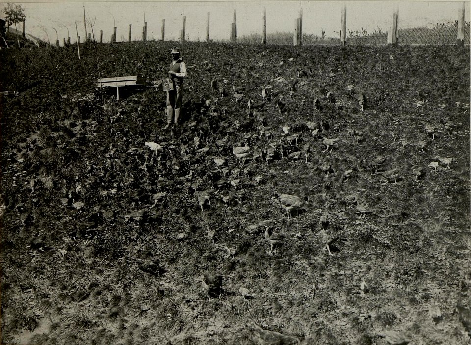 Hühnerhof in Lind. Aufgenommen am 16. Juli 1916. (BildID 15477898)