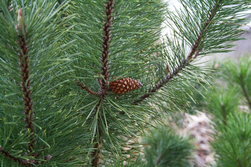 Conifer winter tree