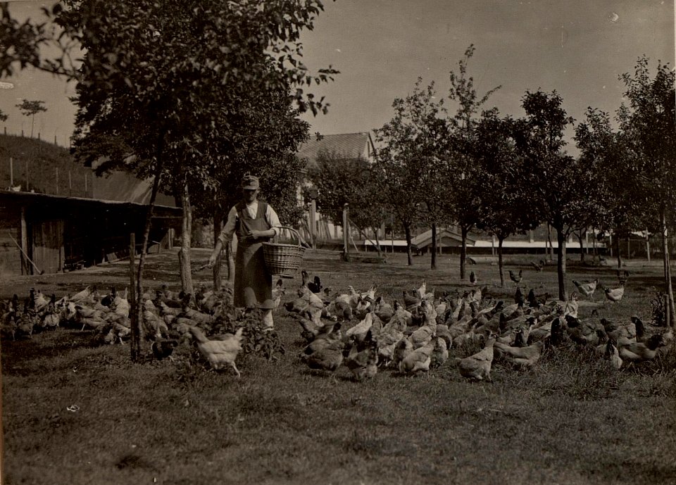 Hühnerhof LIND bei Villach. Fütterung der Zuchthennen. Aufgenommen am 25. Juni 1916. (BildID 15476371)