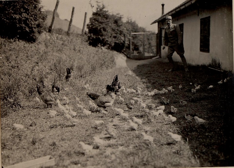 Hühnerhof LIND bei Villach. Kückengarten. Aufgenommen am 25. Juni 1916. (BildID 15476378)