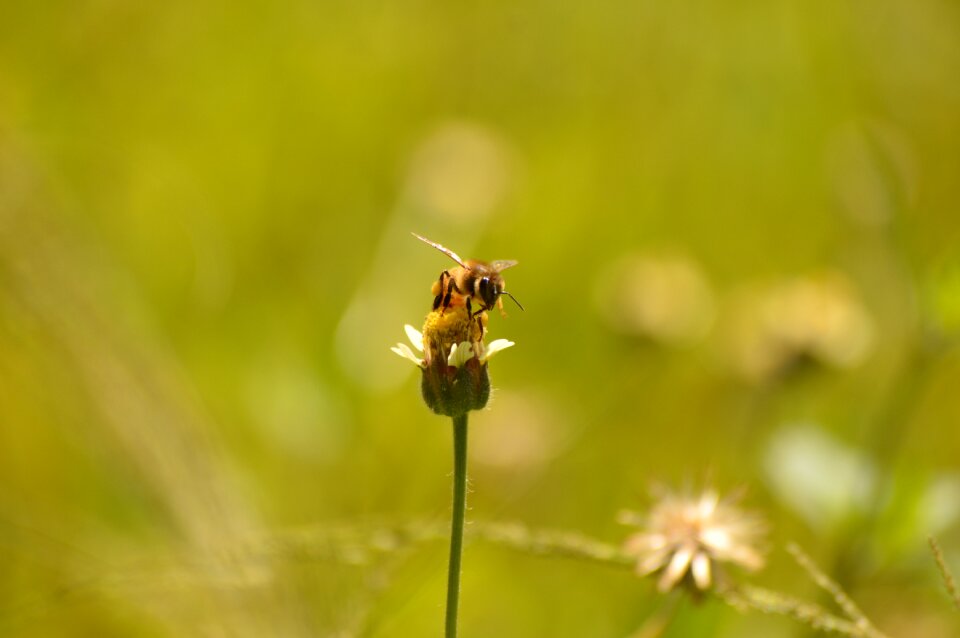 Honey plant summer photo