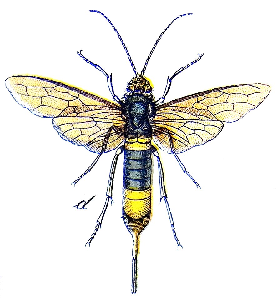 Hymenoptera Vielfalt Horntail