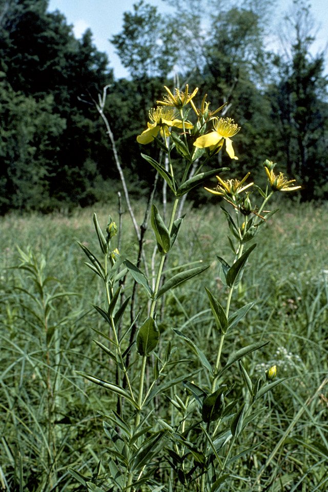 Hypericum ascyron NRCS-1