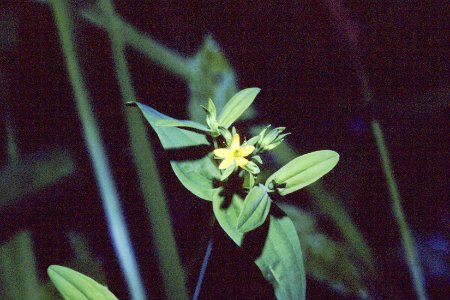 Hypericum mutilum NRCS-1