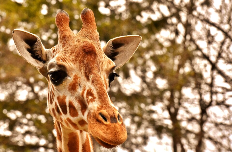 Animal portrait wild animal tierpark hellabrunn