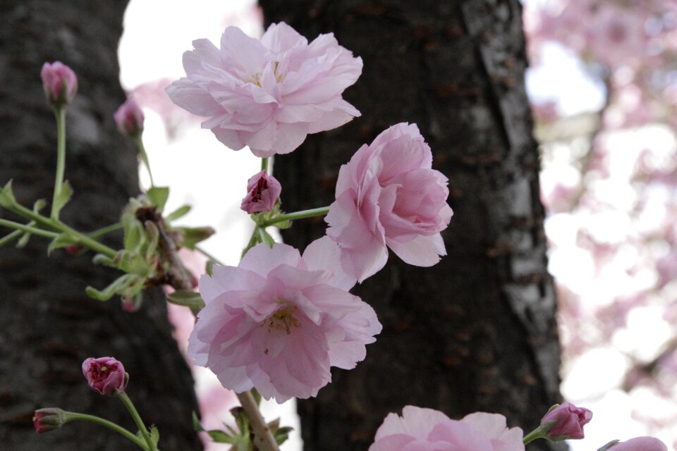 Japanese cherry tree vienna