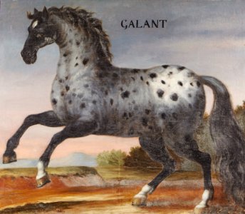 Hästporträtt från cirka 1650, på grå apelkastad häst - Skoklosters slott - 95248