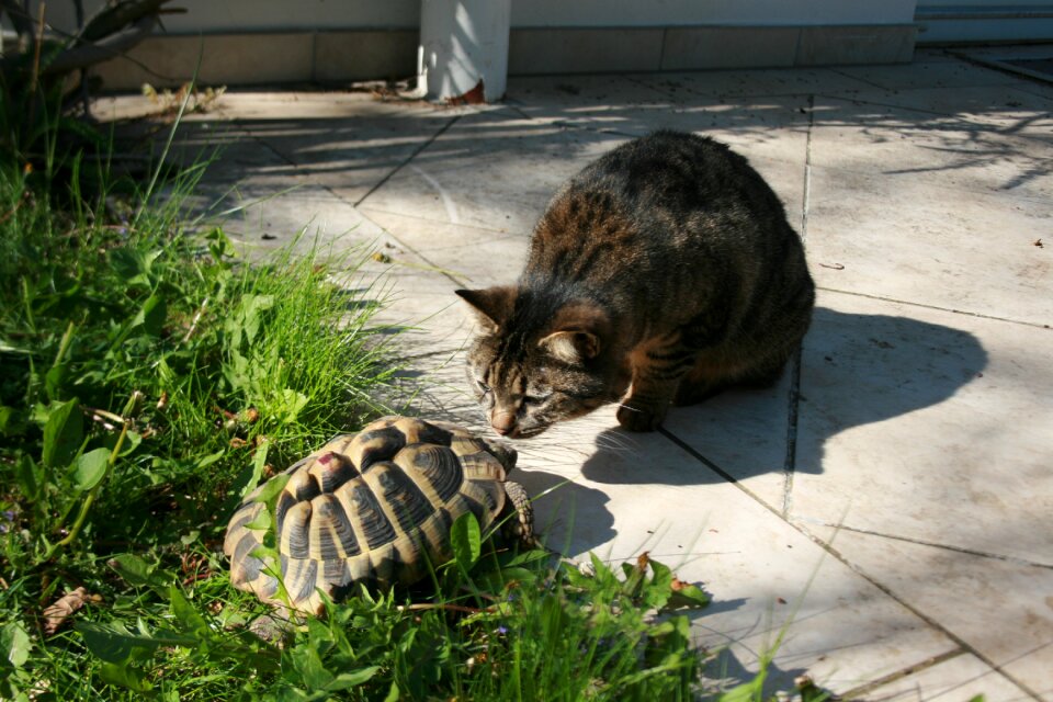 Pets animal animal world