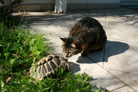 Pets animal animal world
