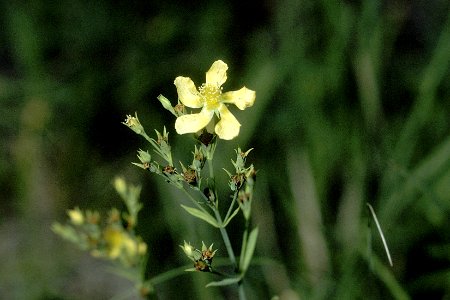 Hypericum denticulatum NRCS-1