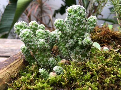 Plant green cactus