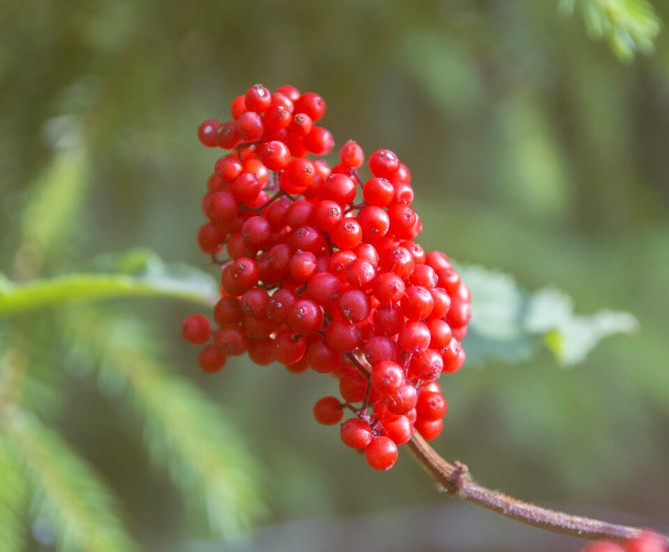 Sambucus red berries plant