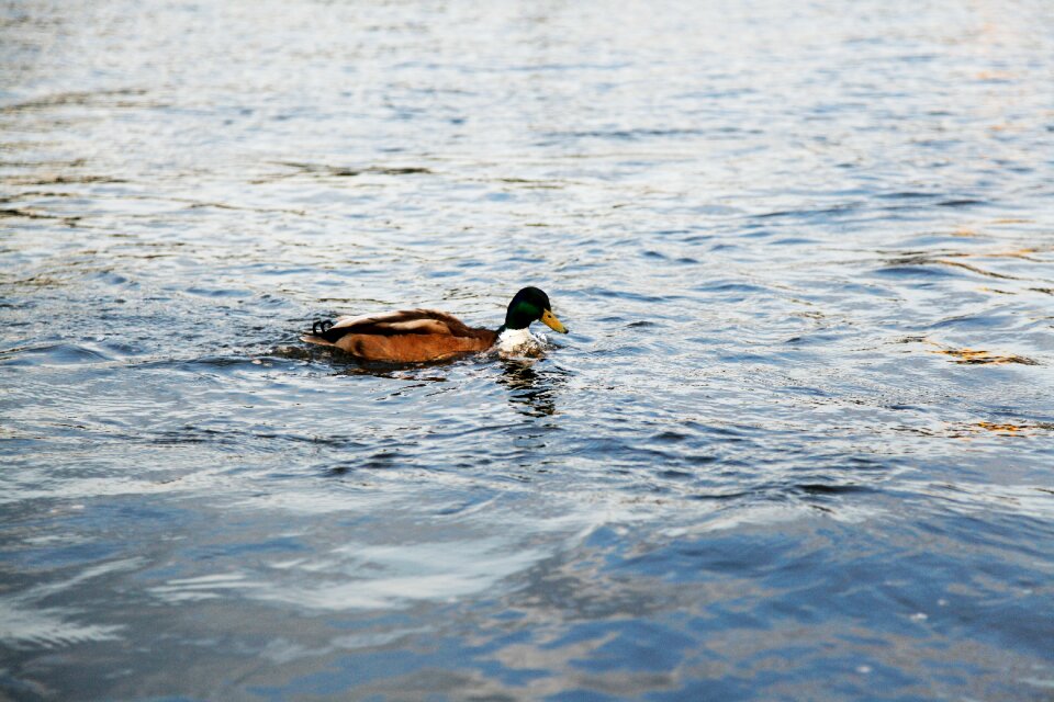 Duck water amsterdam