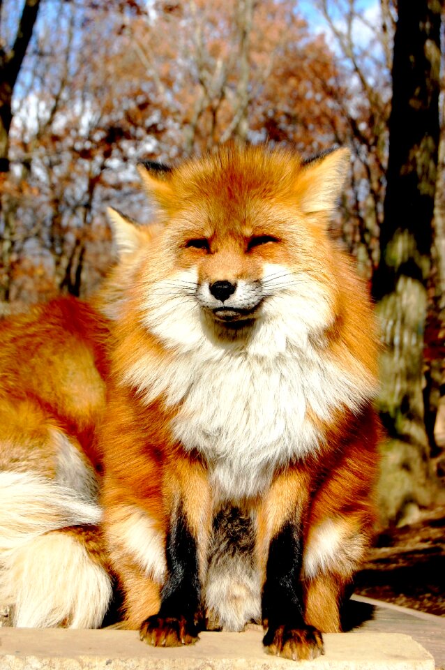Portrait dog fox