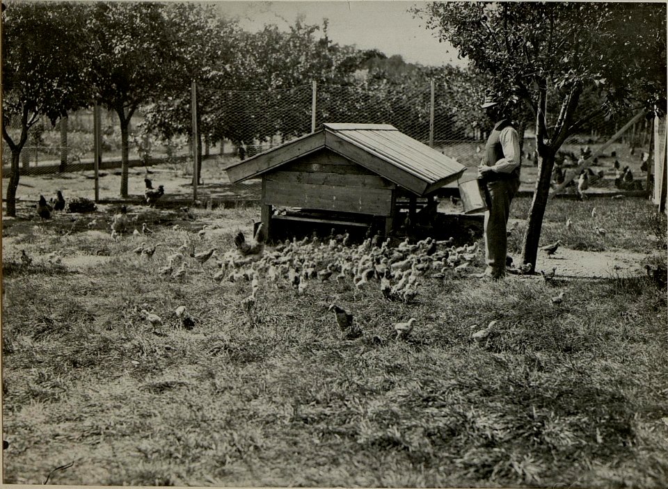 Hühnerhof in LIND. Aufgenommen am 16. Juli 1916. (BildID 15477905)