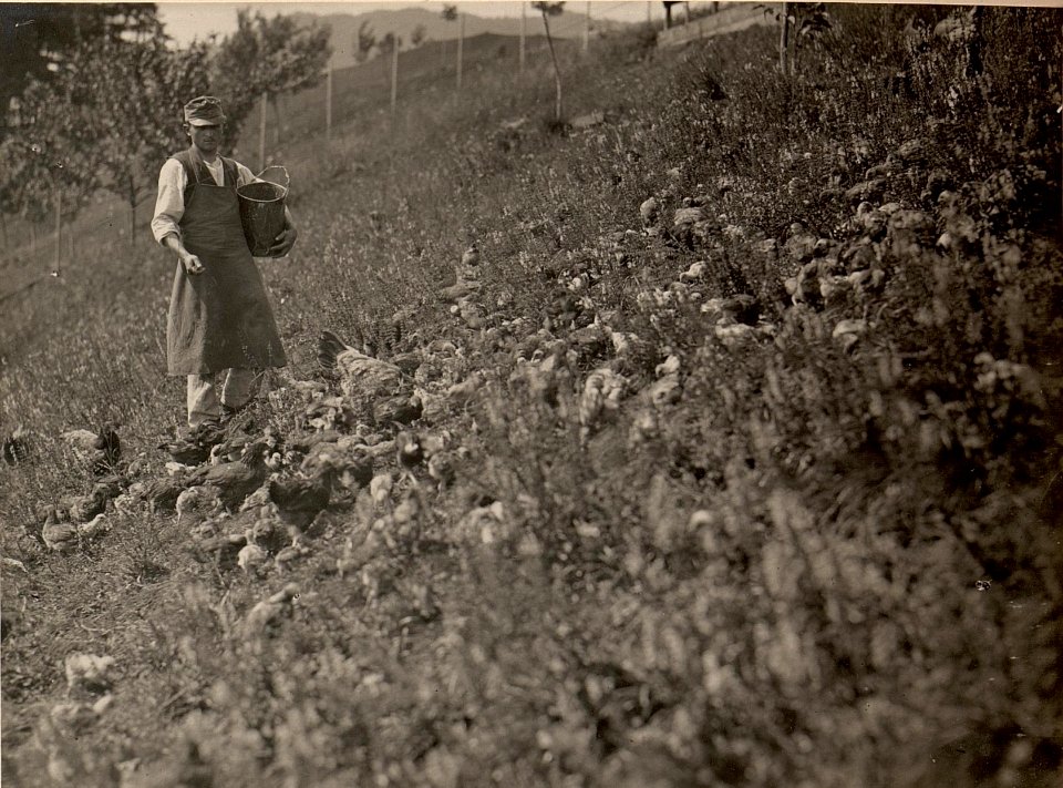 Hühnerhof LIND bei Villach. Kückengarten der 5 Wochen alten Kücken. Aufgenommen am 25. Juni 1916. (BildID 15476357)