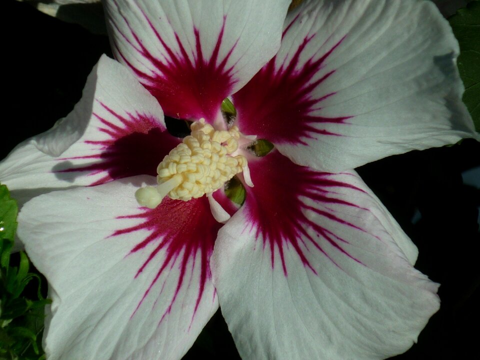 Blossom bloom white