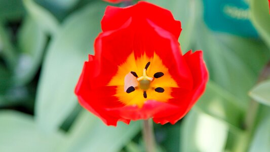 Flower orange flower keukenhof
