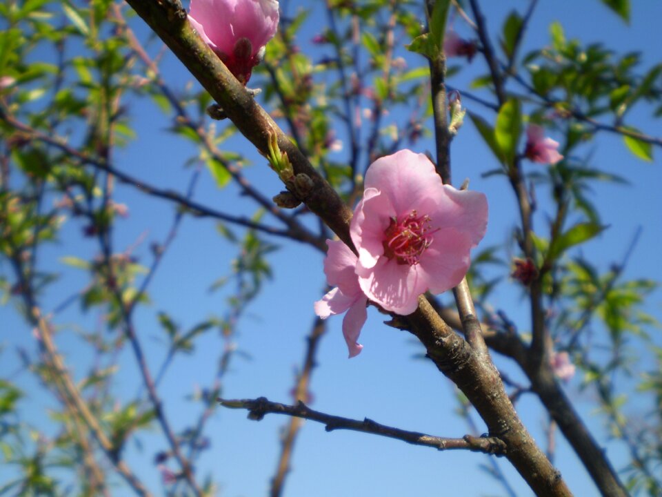 Pink flower pink petals peach