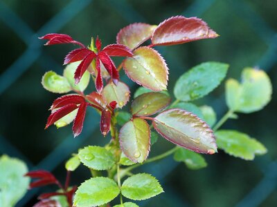 Rose green summer