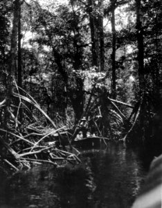 I mangroveskogen. Pearl Islands. Panama - SMVK - 004146