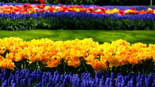 Flowers flower field tulips