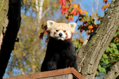 Cute mammal zoo photo