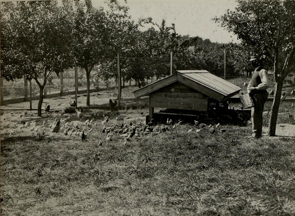 Hühnerhof in LIND. Aufgenommen am 16. Juli 1916. (BildID 15477891)