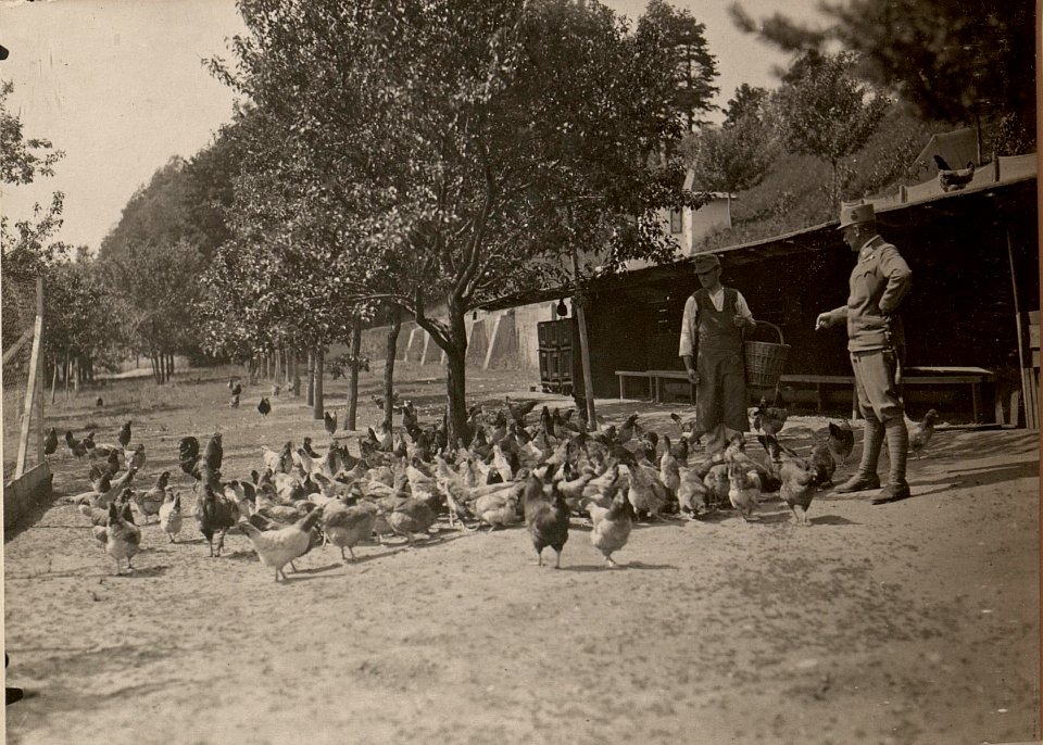 Hühnerhof LIND bei Villach. Fütterung der Zuchthennen. Aufgenommen am 25. Juni 1916. (BildID 15476364)