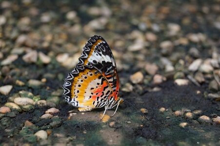 Insect fauna butterfly