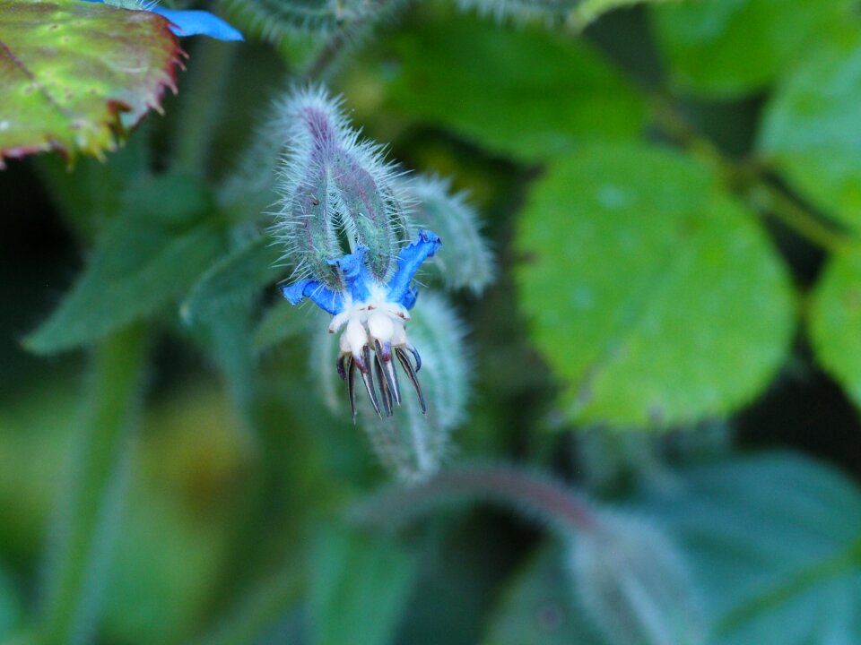 Green summer plant