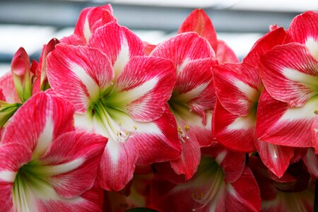 Keukenhof netherlands spring
