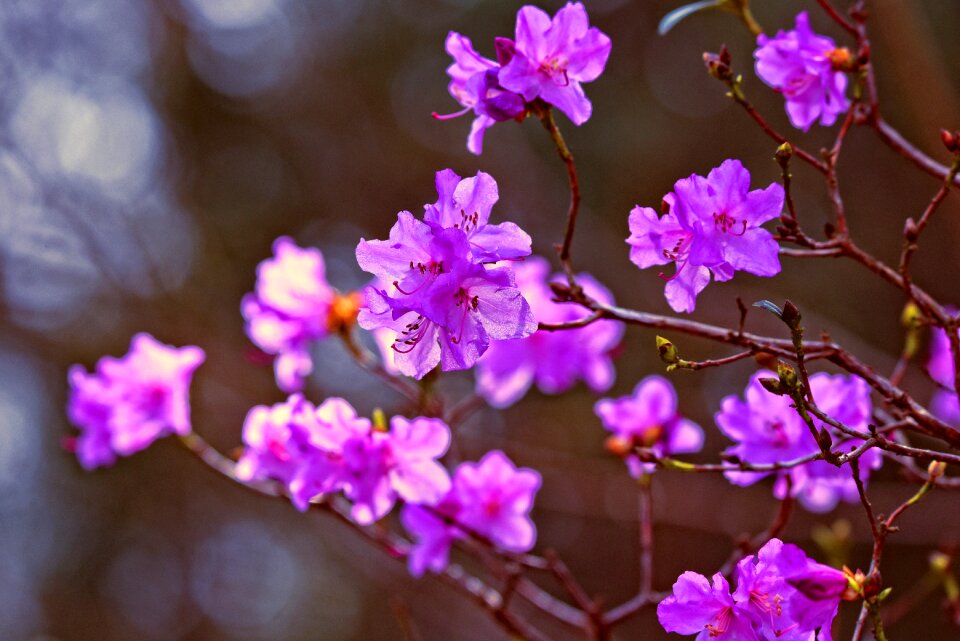 Rhododendron purple lilac