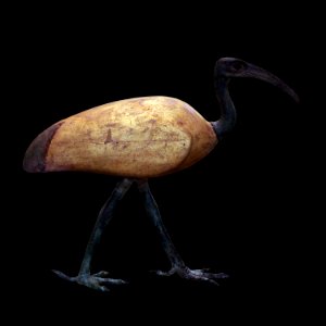Ibis coffin-MAHG 20148-IMG 1648-black