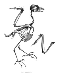 Ibycter chimango 153