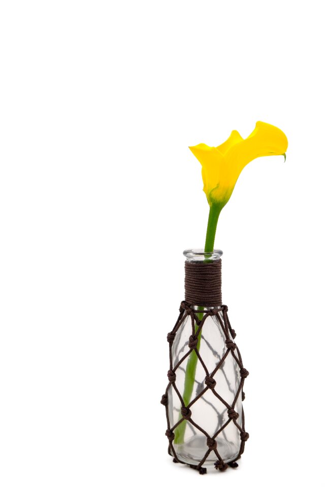 Also the marsh-calla snake root snake herb