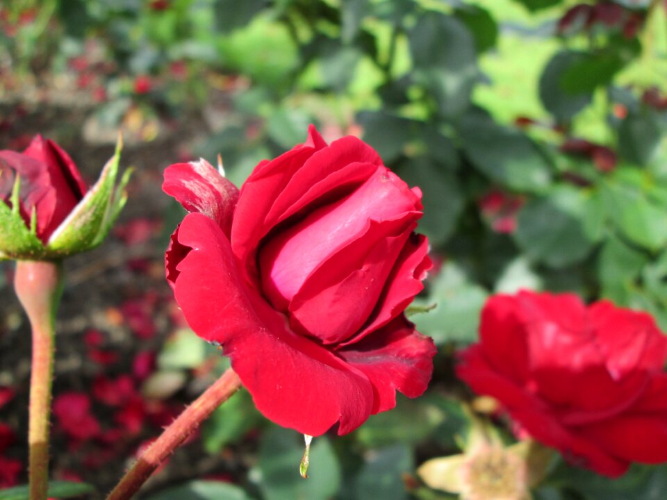Red flower garden summer