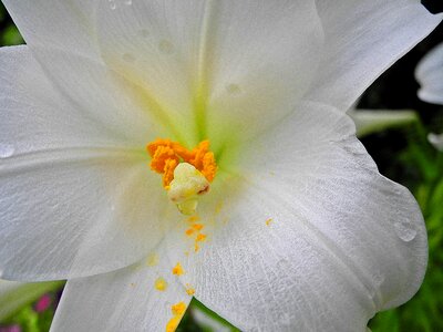 Stamen pollen yellow