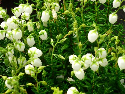 Small flowers buds in the shape of