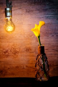 Edison lamp calla dragons wurz